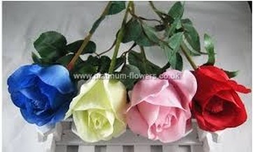 Blue White Pink Red Valentines Day Roses