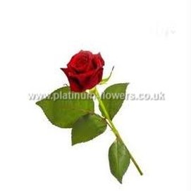 Single Valentines Day Rose